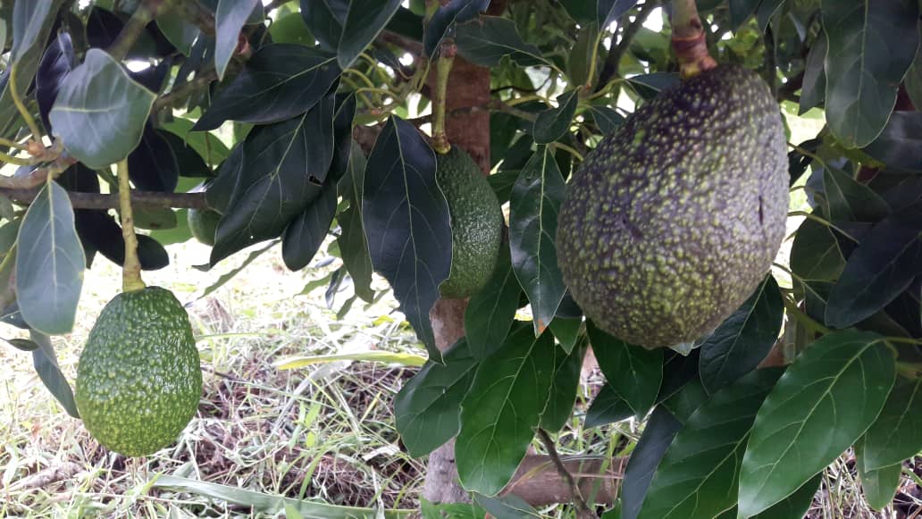 AF_Avocado_Farm_02