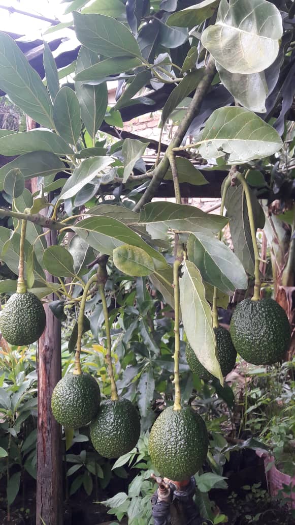 AF_Avocado_Farm_03