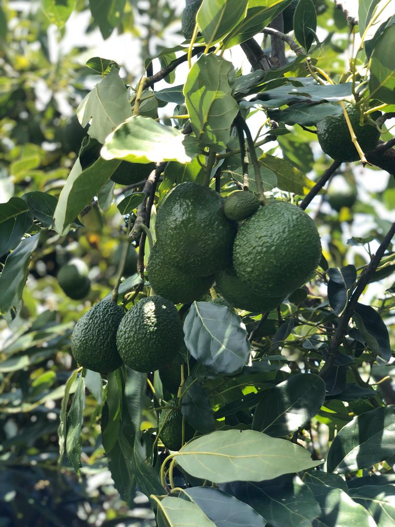 AF_Avocado_Farm_04