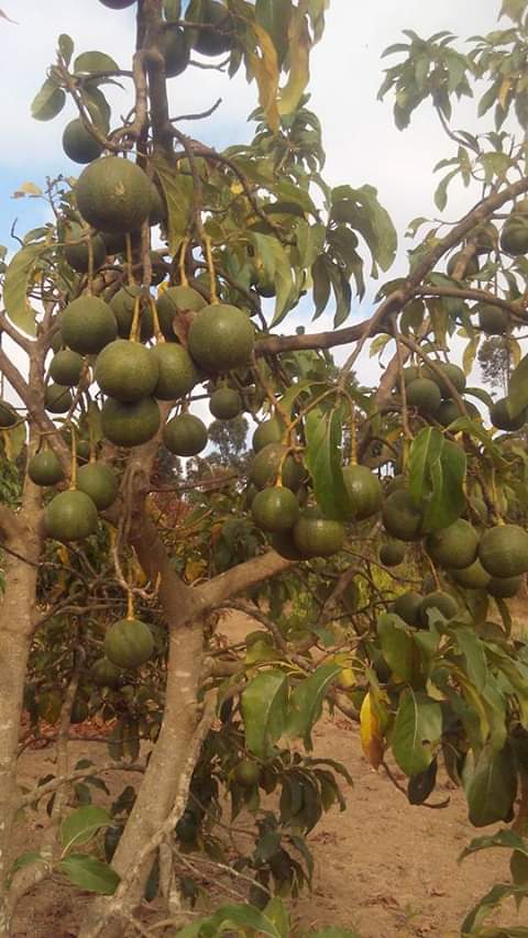 AF_Avocado_Farm_05