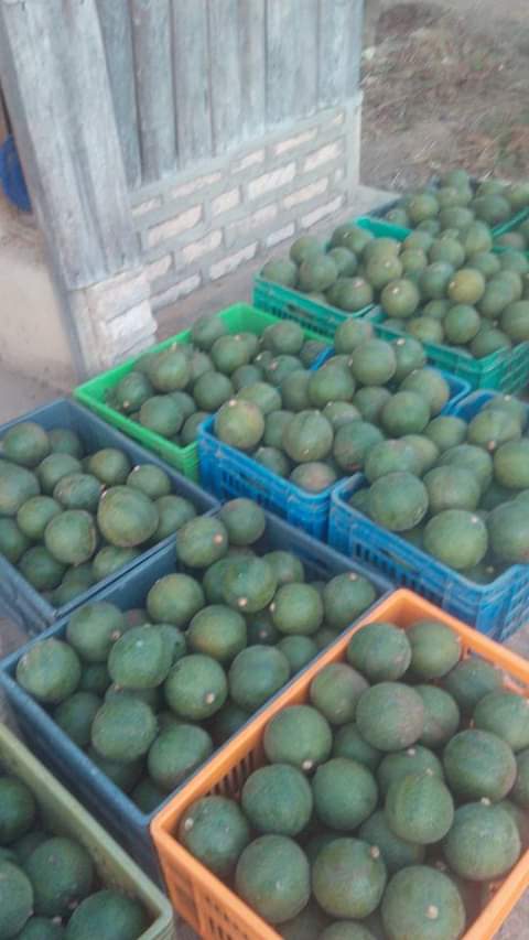 AF_Avocado_Farm_Boxes_from_MUET_Farm_02