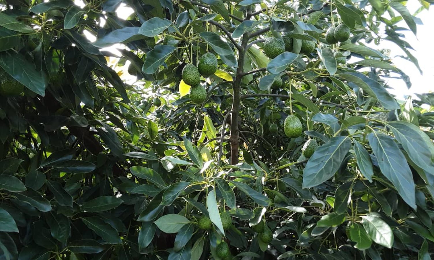 AF_Avocadoes_Ready_to_be_Harvestred