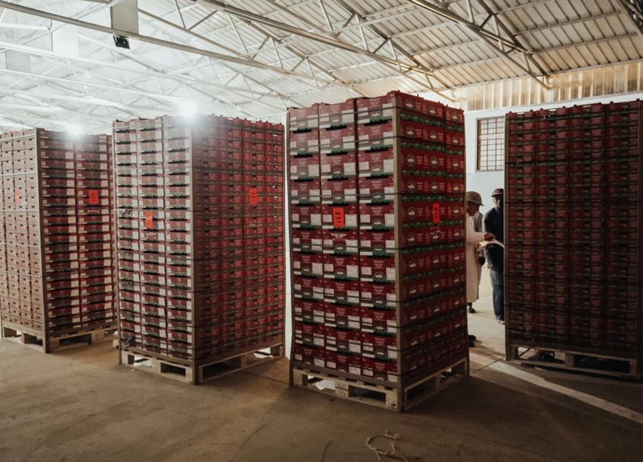 AF_Avocados_Packed_in_Boxes_Ready-for_Export_01