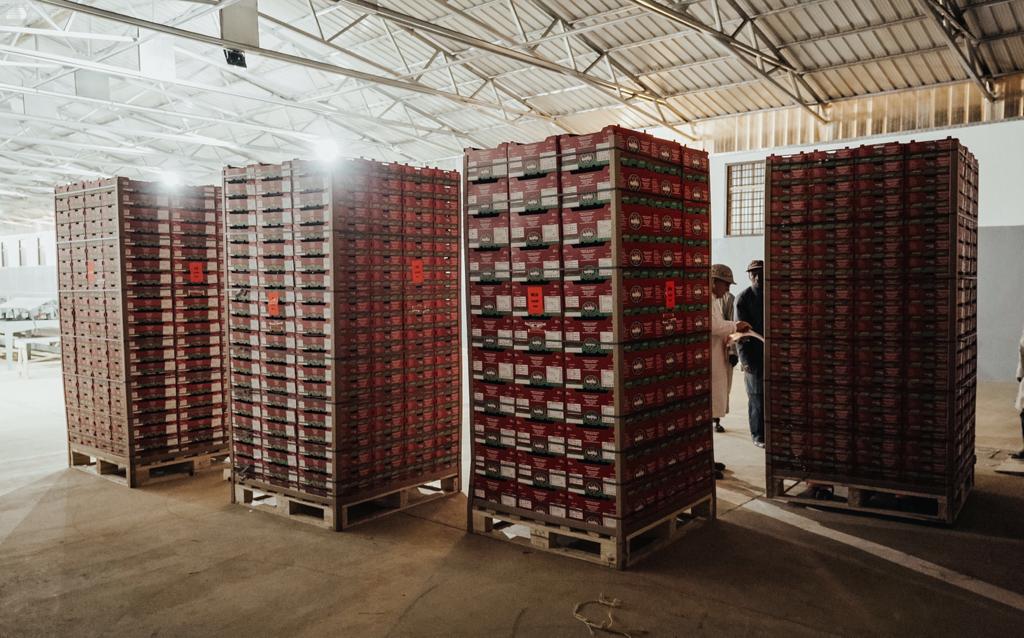 AF_Avocados_Packed_in_Boxes_Ready-for_Export_01a