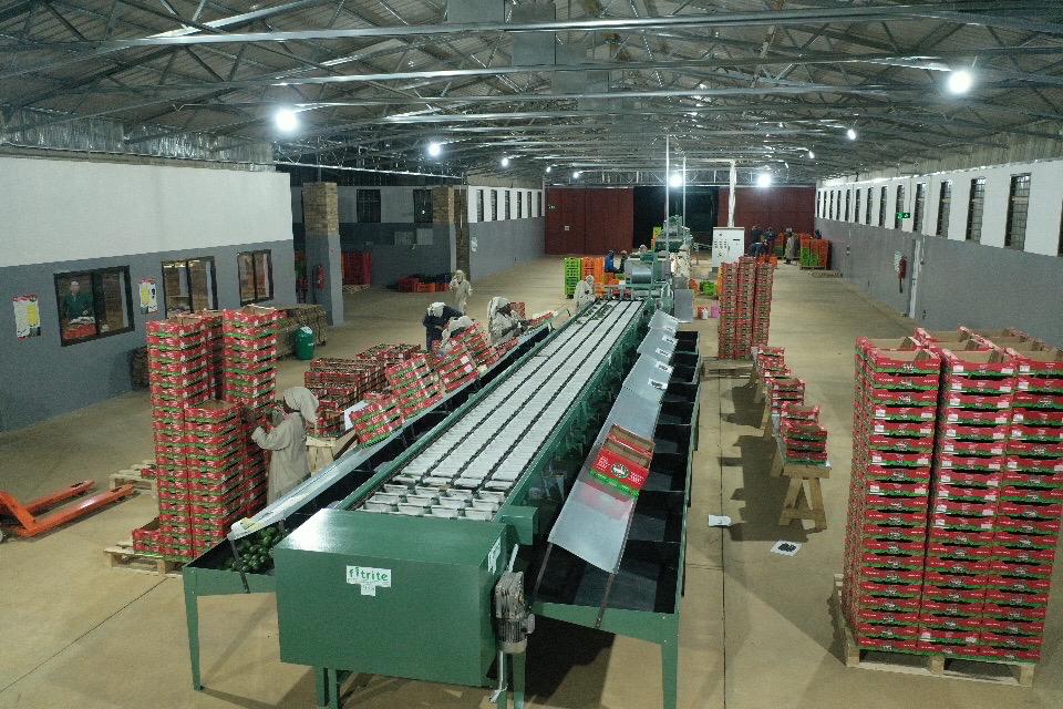 AF_Avocados_Packed_in_Boxes_Ready-for_Export_01b