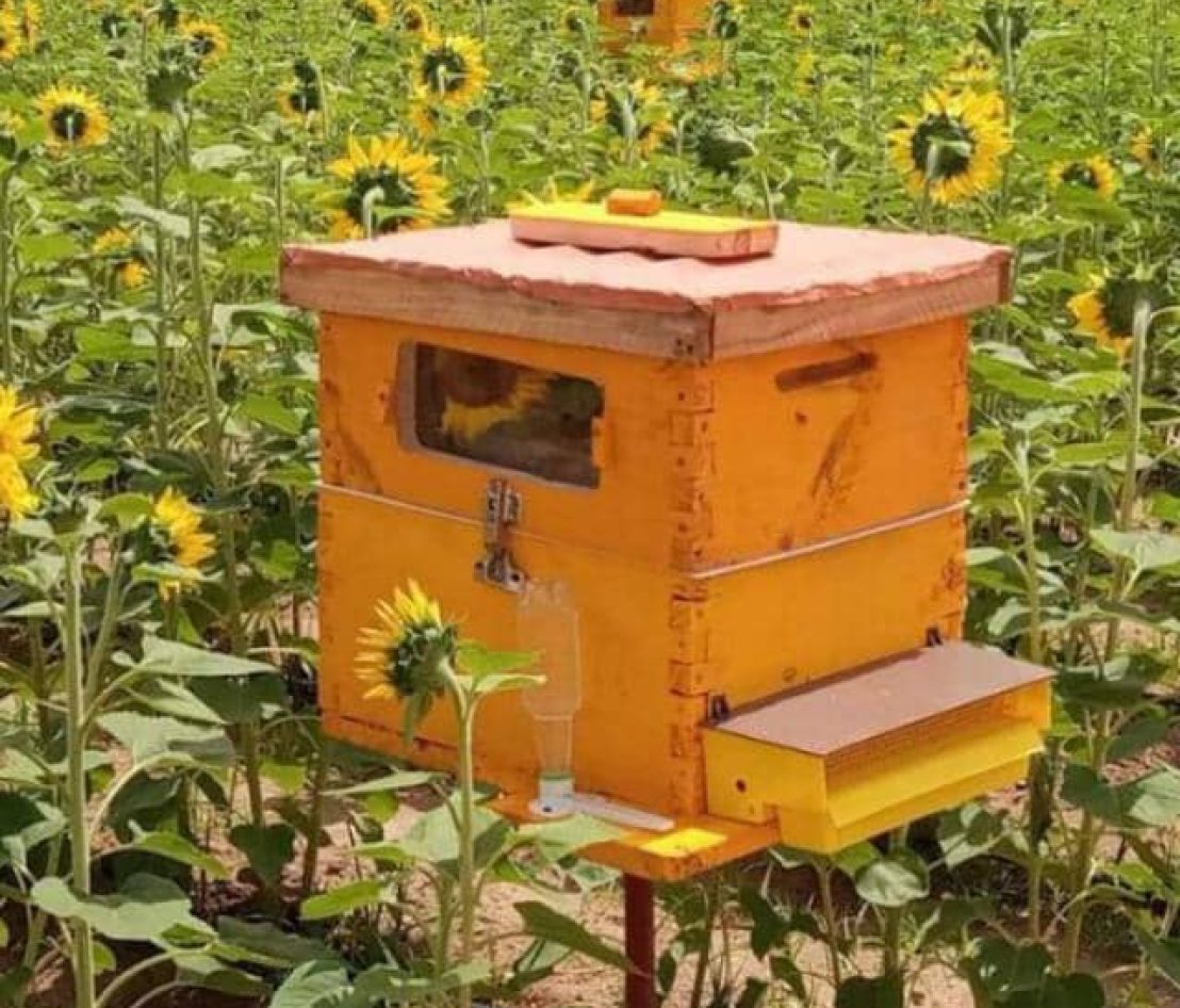 BK_Beehives_Placed-in_Sunflower_Field