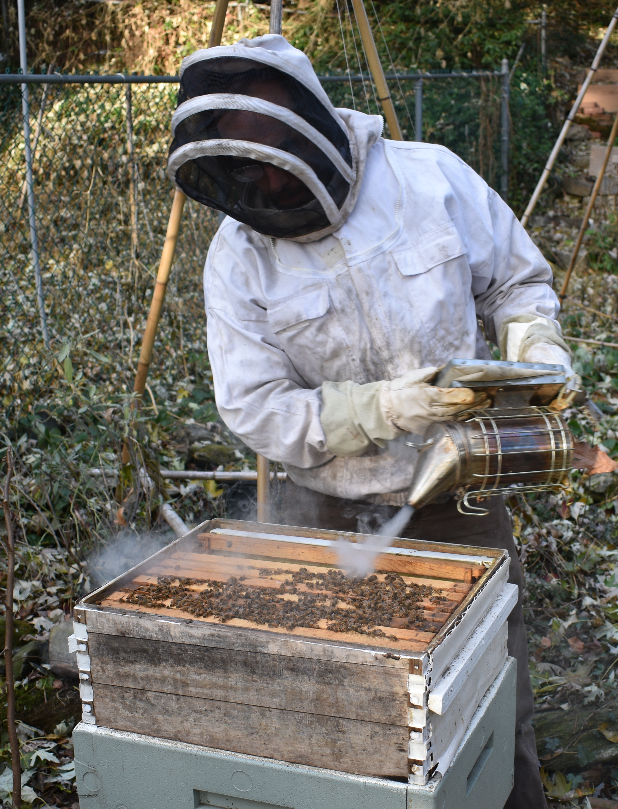 BK_Beekeeper_Using_Bee_Smoker_to_Harves_Honey