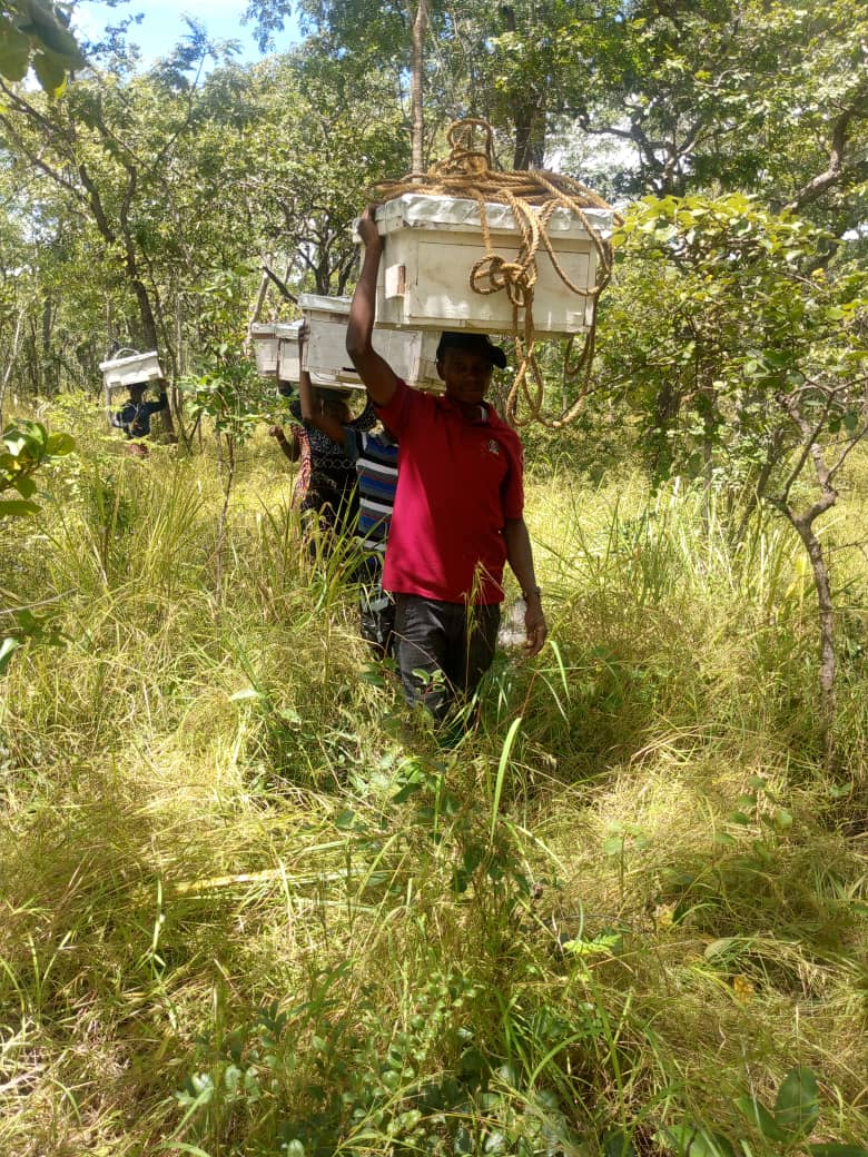 Boxes_trapping_for_beehives