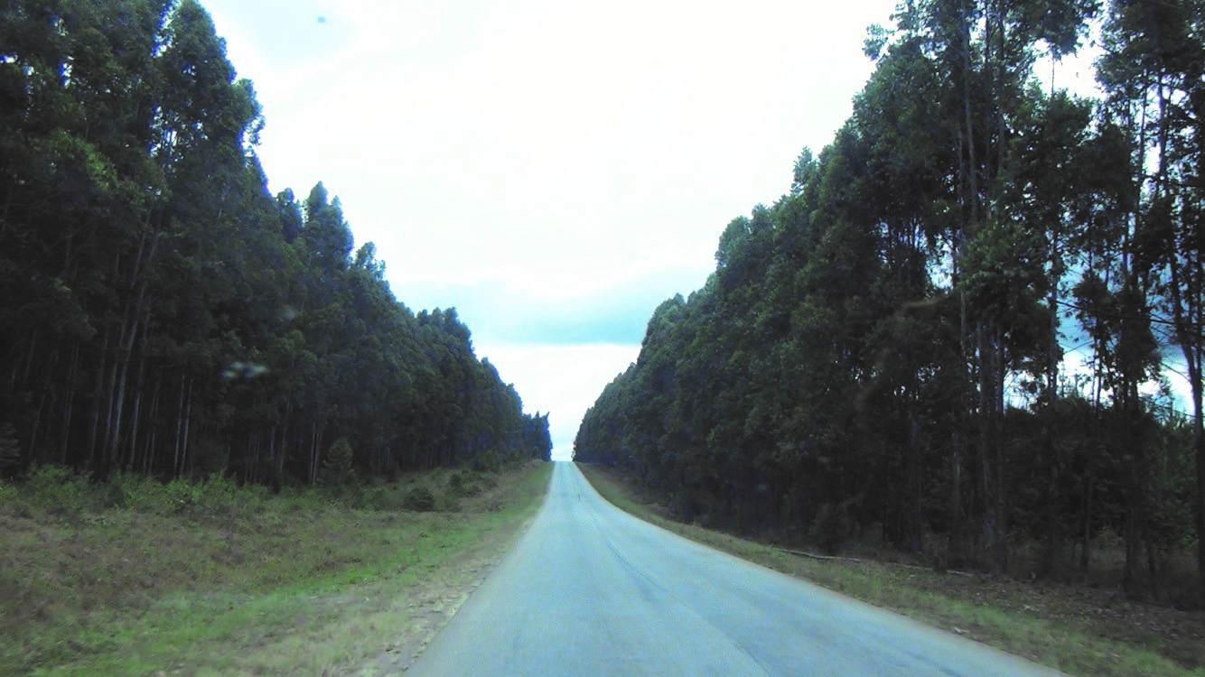 Eucalyptus trees planted along the highway Iringa – Mbeya. MUET inspired TFS to set up this interesting landscape as it can be seen that the trees are Eucalyptus Saligina suitable for electricity poles.