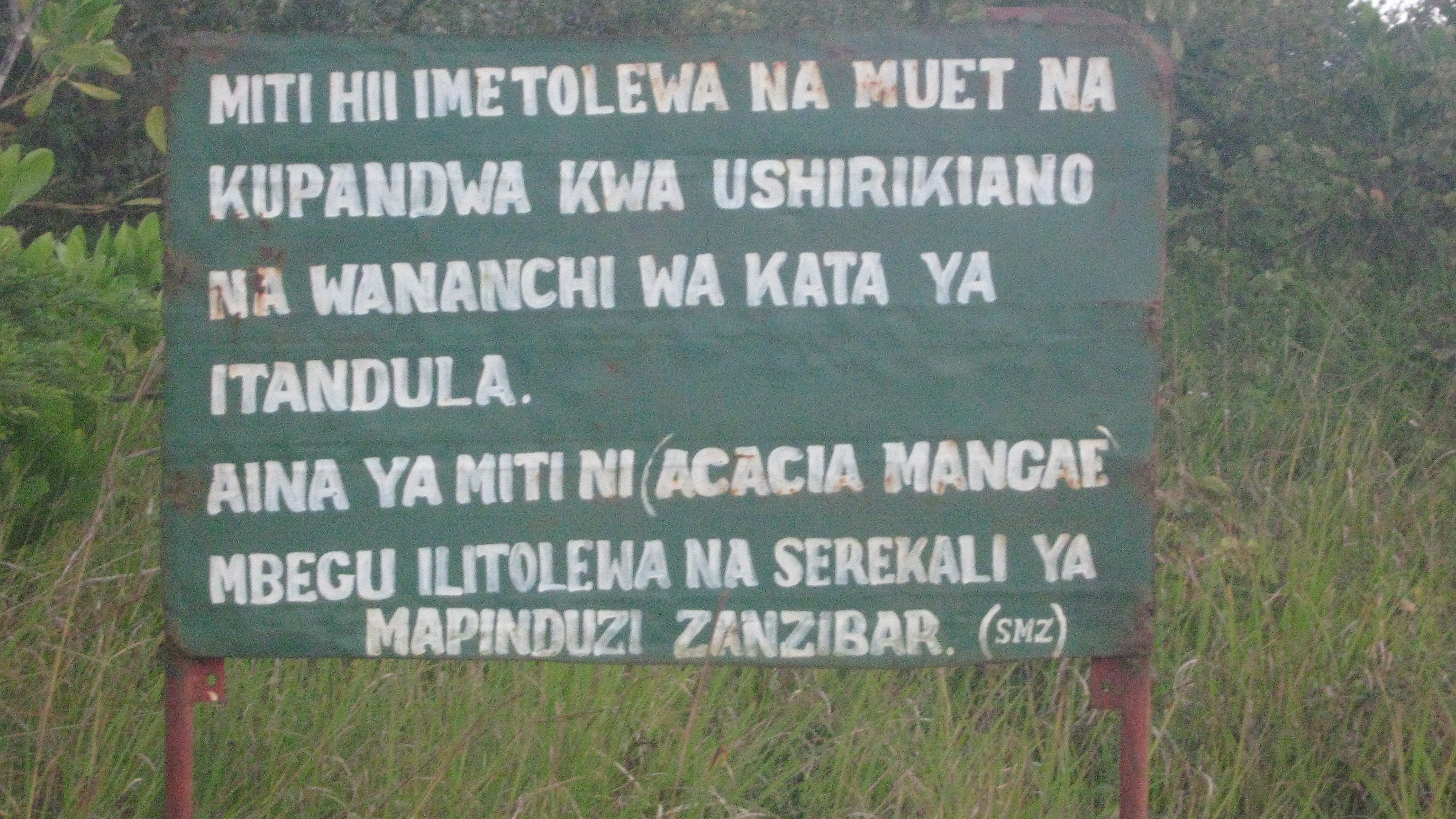 These trees have been provided by muet and planted with the cooperation of the people of Itandula ward. The type of tree is (ACACIA MANGAE) Seed provided by the MUET