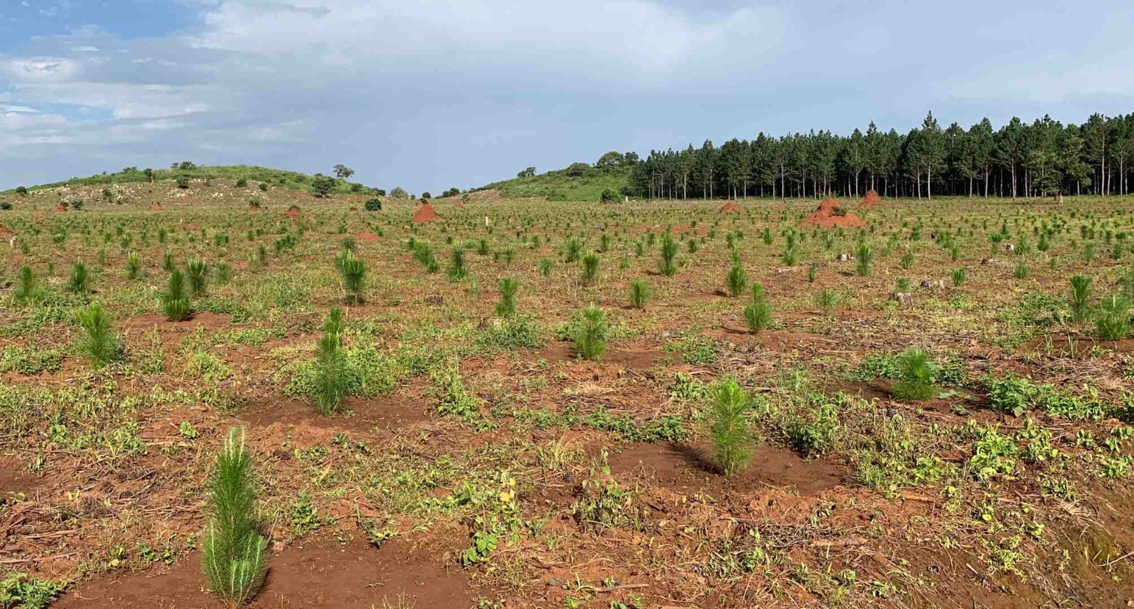 PT_Pine_Patula_Trees_02