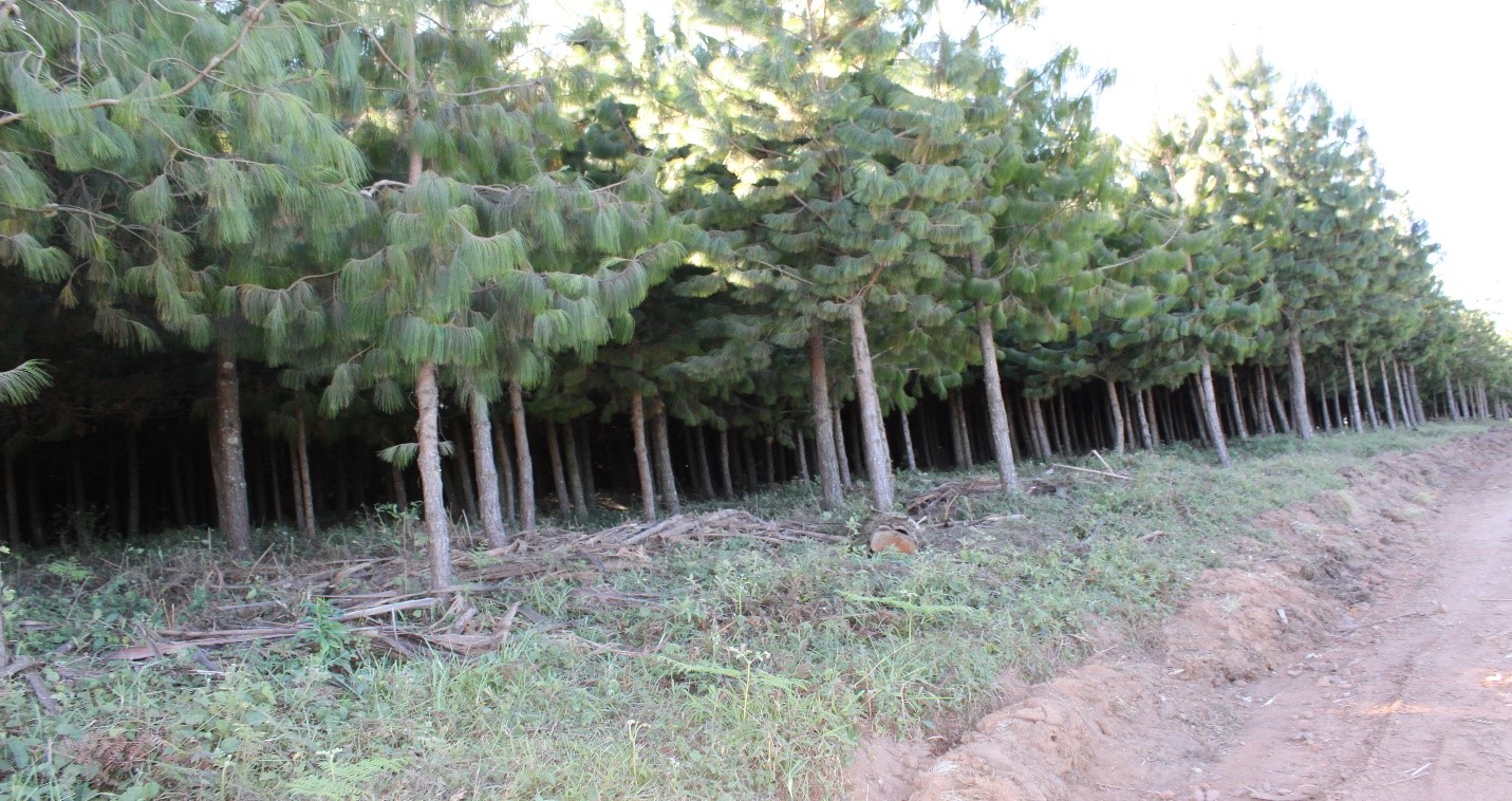 PT_Pine_Patula_Trees_04