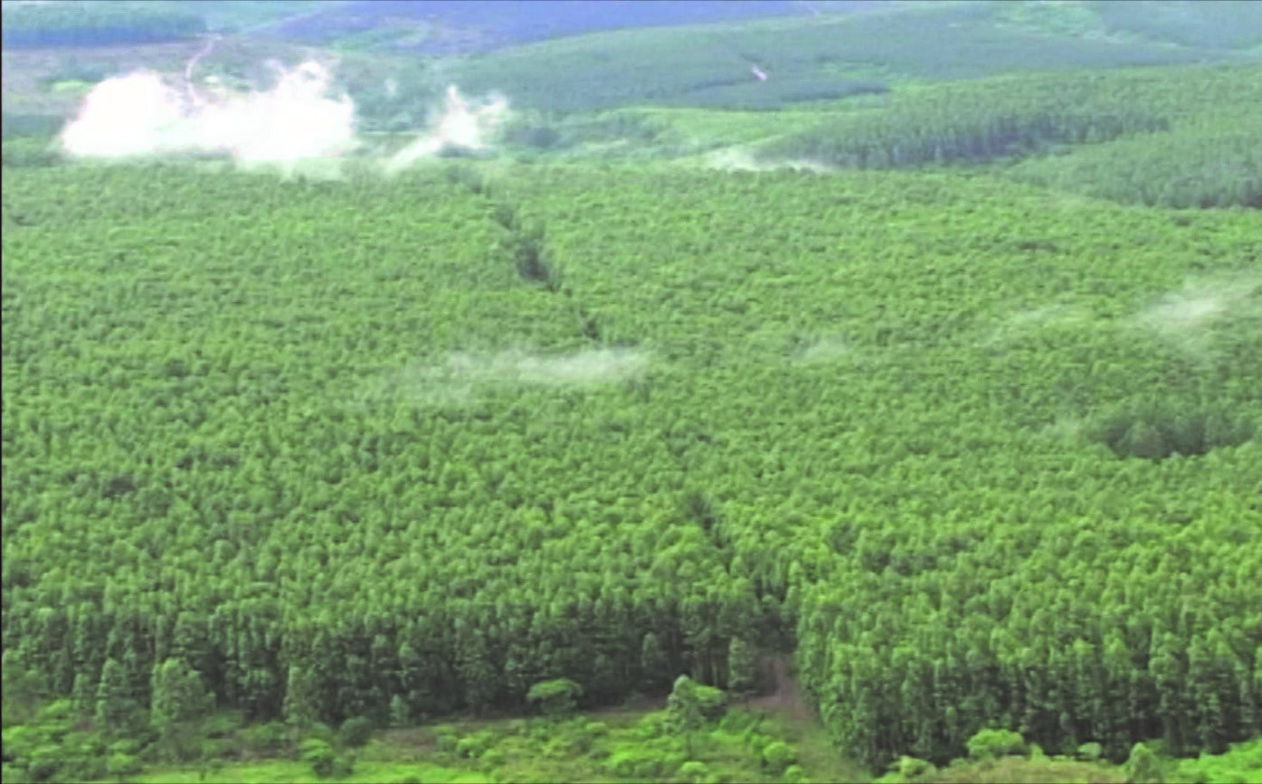 PT_Pine_Patula_Trees_05