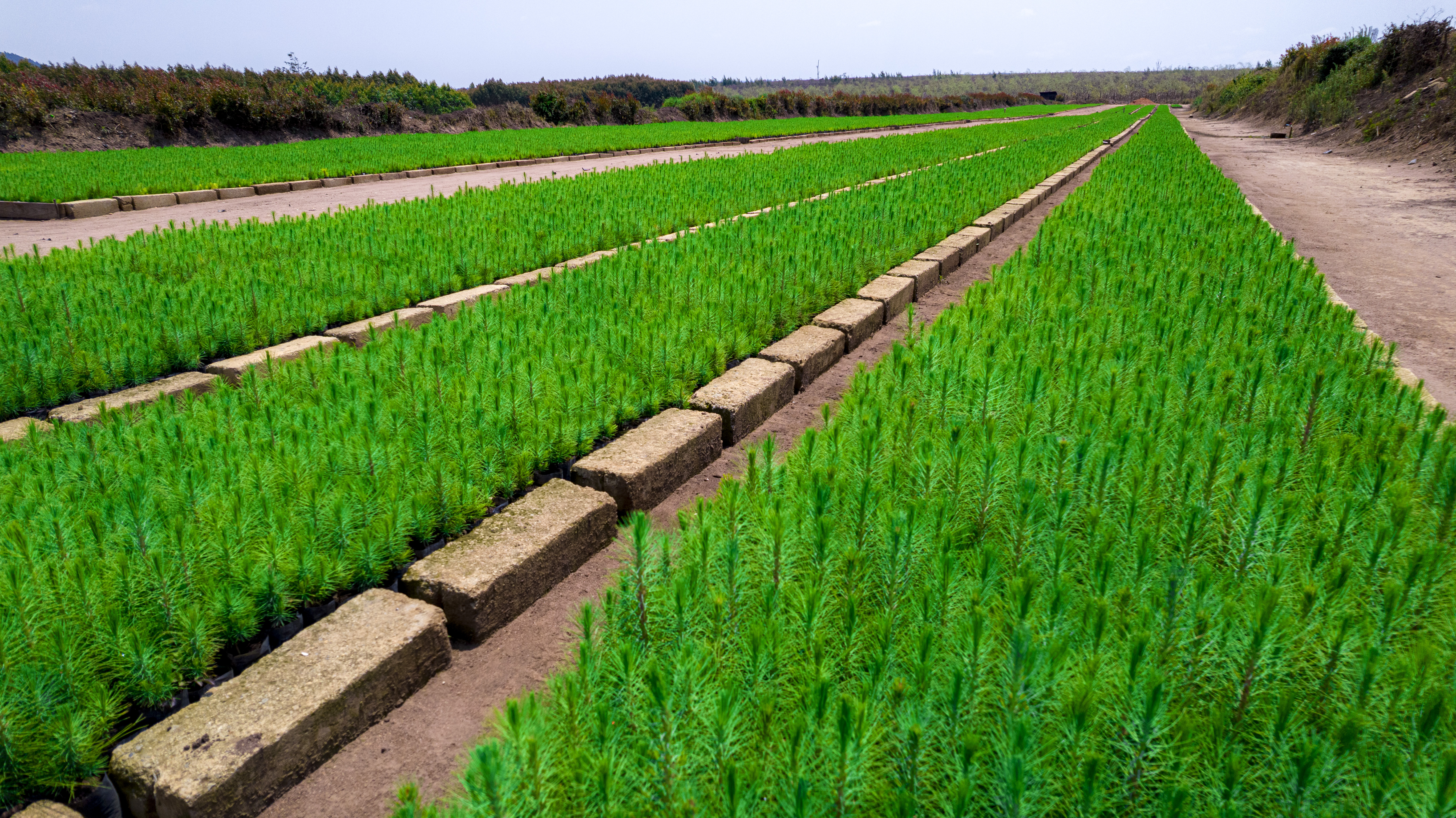 PT_Seedling_Prepared_by_MUET_for_Planting