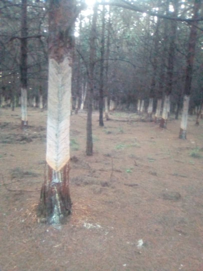 Photo_of_trees_that_have_been_harvested_mucilage