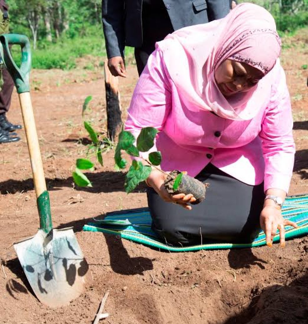 Rais_Samia_Suluhu_Hassani_akipanda_Mti_Wilaya_ya_Mufindi_Ishara_ya_Kuonyesa_Utunzaji_Mazingiza