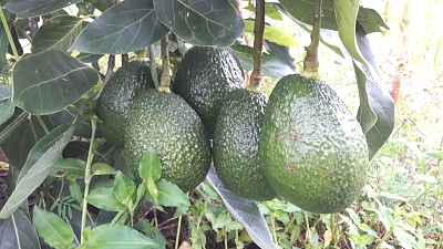 AF_Avocado_Farm_01