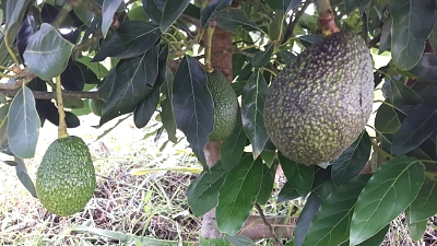 AF_Avocado_Farm_02