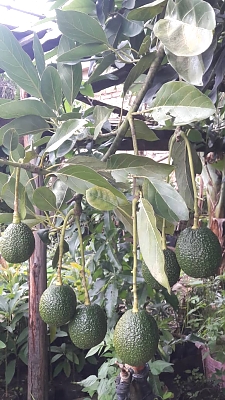 AF_Avocado_Farm_03