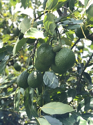 AF_Avocado_Farm_04