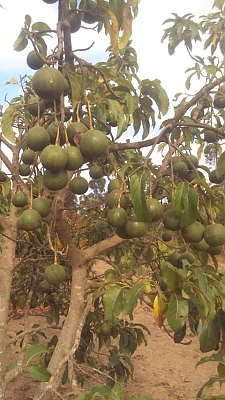 AF_Avocado_Farm_05