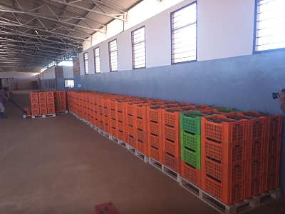 AF_Avocado_Farm_Boxes_from_MUET_Farm_01