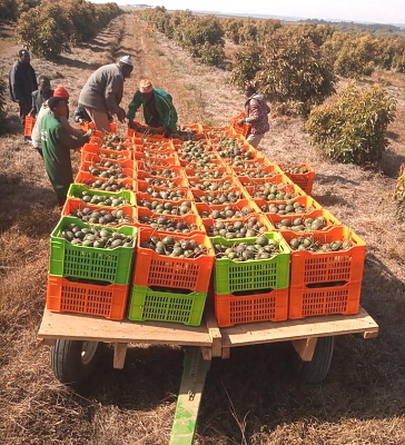 AF_Avocado_Farm_Collection_from_MUET_Farm_03