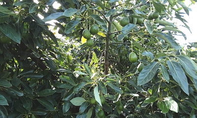 AF_Avocadoes_Ready_to_be_Harvestred