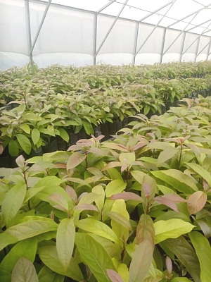 AF_Avocados_Farm_Seedlings