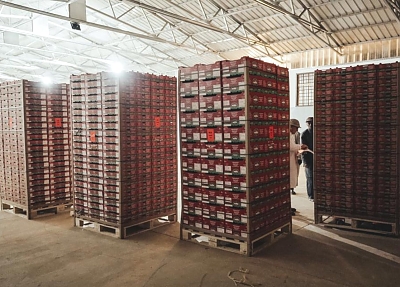 AF_Avocados_Packed_in_Boxes_Ready-for_Export_01