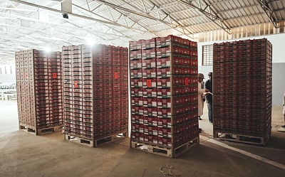 AF_Avocados_Packed_in_Boxes_Ready-for_Export_01a