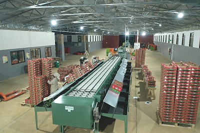 AF_Avocados_Packed_in_Boxes_Ready-for_Export_01b