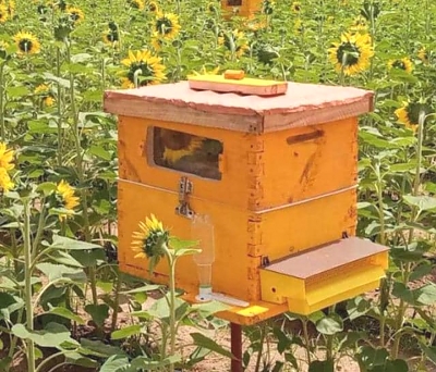 BK_Beehives_Placed-in_Sunflower_Field
