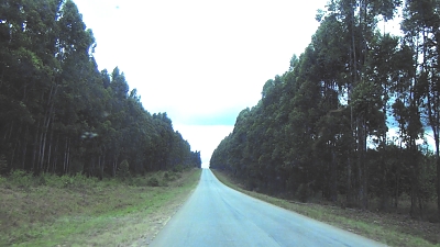 Eucalyptus trees planted along the highway Iringa – Mbeya. MUET inspired TFS to set up this interesting landscape as it can be seen that the trees are Eucalyptus Saligina suitable for electricity poles.