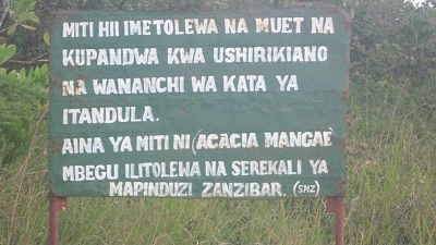 These trees have been provided by muet and planted with the cooperation of the people of Itandula ward. The type of tree is (ACACIA MANGAE) Seed provided by the MUET