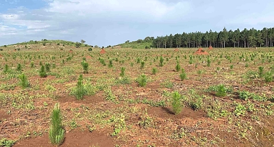 PT_Pine_Patula_Trees_02
