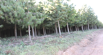 PT_Pine_Patula_Trees_04