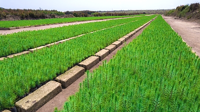 PT_Seedling_Prepared_by_MUET_for_Planting