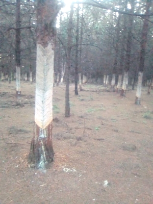 Photo_of_trees_that_have_been_harvested_mucilage