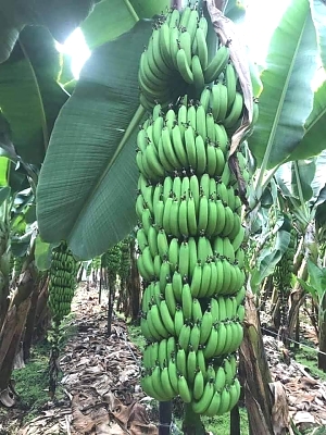 Shamba_la_mikungu_ya_ndizi